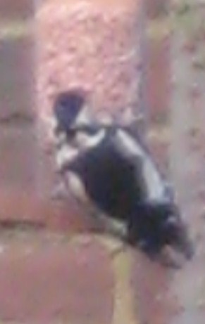 woodpecker.JPG